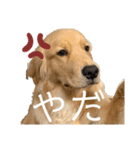 わんこの日常会話編 Part2（個別スタンプ：7）