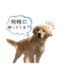 わんこの日常会話編 Part2（個別スタンプ：8）