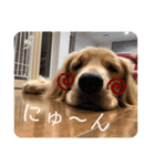 わんこの日常会話編 Part2（個別スタンプ：11）