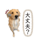わんこの日常会話編 Part2（個別スタンプ：13）