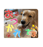 わんこの日常会話編 Part2（個別スタンプ：14）