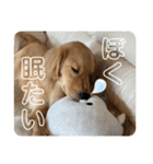 わんこの日常会話編 Part2（個別スタンプ：19）