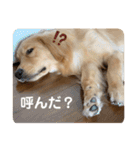 わんこの日常会話編 Part2（個別スタンプ：20）