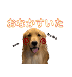 わんこの日常会話編 Part2（個別スタンプ：24）