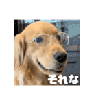 わんこの日常会話編 Part2（個別スタンプ：28）