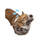 コーギーのこゆちゃん（個別スタンプ：15）