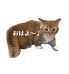 きなこ＆あずき（個別スタンプ：3）