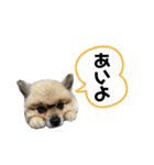 犬っ子たちの日々。（個別スタンプ：3）