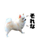 犬っ子たちの日々。（個別スタンプ：5）