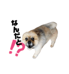 犬っ子たちの日々。（個別スタンプ：8）