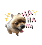 犬っ子たちの日々。（個別スタンプ：11）