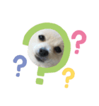 犬っ子たちの日々。（個別スタンプ：12）