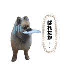 犬っ子たちの日々。（個別スタンプ：13）