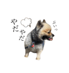 犬っ子たちの日々。（個別スタンプ：14）