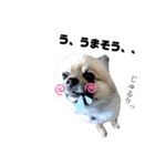犬っ子たちの日々。（個別スタンプ：15）