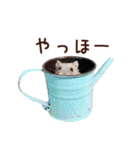 ハロー！ぼひたん（個別スタンプ：1）