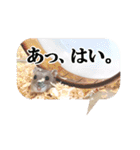 ハロー！ぼひたん（個別スタンプ：7）