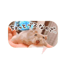 ハロー！ぼひたん（個別スタンプ：8）