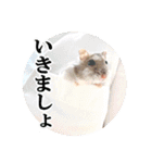 ハロー！ぼひたん（個別スタンプ：16）