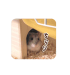 ハロー！ぼひたん（個別スタンプ：17）