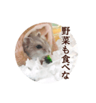 ハロー！ぼひたん（個別スタンプ：20）