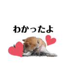 犬のゴンちゃん 3（個別スタンプ：1）