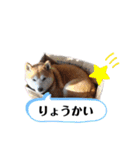 犬のゴンちゃん 3（個別スタンプ：2）