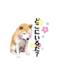 犬のゴンちゃん 3（個別スタンプ：3）