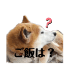 犬のゴンちゃん 3（個別スタンプ：6）