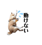 犬のゴンちゃん 3（個別スタンプ：9）