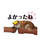 犬のゴンちゃん 3（個別スタンプ：11）