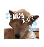 犬のゴンちゃん 3（個別スタンプ：12）