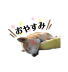 犬のゴンちゃん 3（個別スタンプ：14）