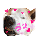 犬のゴンちゃん 3（個別スタンプ：15）