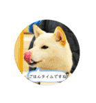 まるまるコンビ4（個別スタンプ：1）