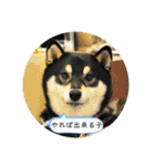 まるまるコンビ4（個別スタンプ：2）