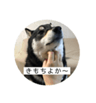 まるまるコンビ4（個別スタンプ：3）