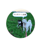 まるまるコンビ4（個別スタンプ：4）