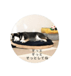 まるまるコンビ4（個別スタンプ：5）