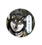 まるまるコンビ4（個別スタンプ：9）