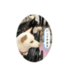 まるまるコンビ4（個別スタンプ：12）