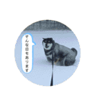 まるまるコンビ4（個別スタンプ：14）