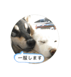 まるまるコンビ4（個別スタンプ：23）