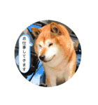 まるまるコンビ4（個別スタンプ：25）