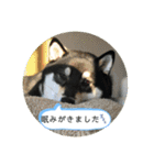 まるまるコンビ4（個別スタンプ：26）