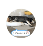 まるまるコンビ4（個別スタンプ：28）