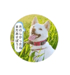 まるまるコンビ4（個別スタンプ：29）