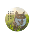 まるまるコンビ4（個別スタンプ：33）
