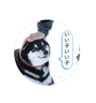 まるまるコンビ4（個別スタンプ：35）