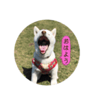 まるまるコンビ4（個別スタンプ：38）